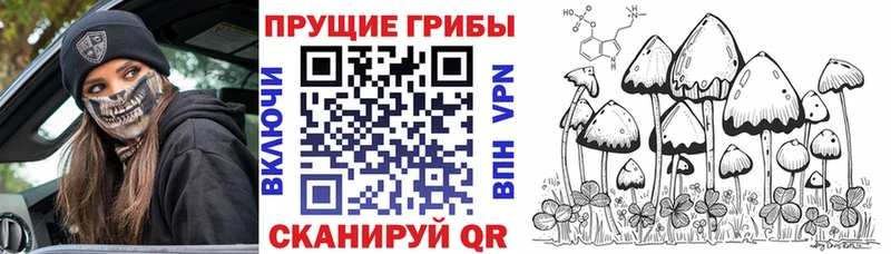 цены   Вихоревка  Галлюциногенные грибы Psilocybe 